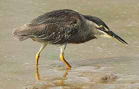 Striated Heron