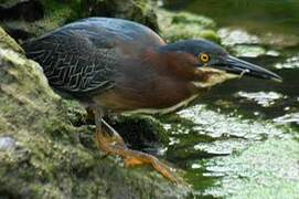 Green Heron