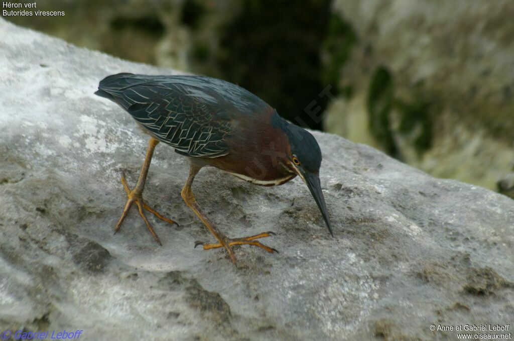 Green Heron