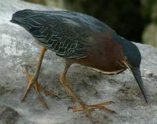 Green Heron