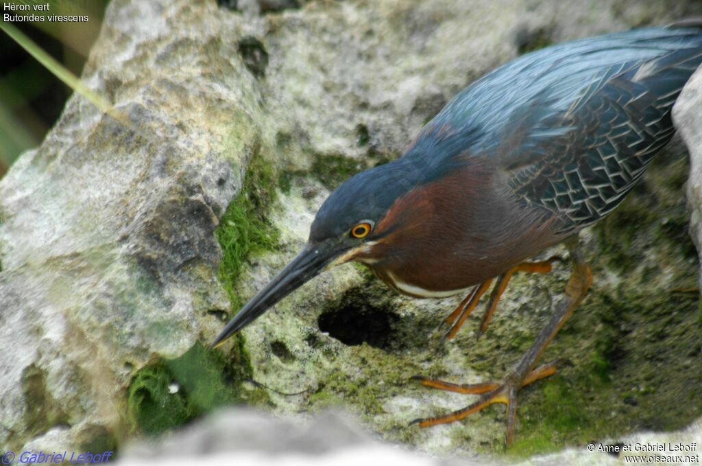 Green Heron