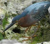 Green Heron