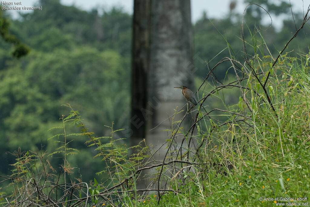 Green Heron