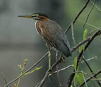 Green Heron