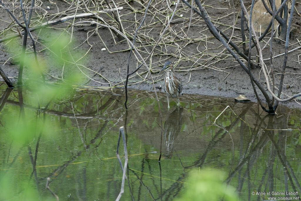 Green Heronimmature