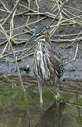 Green Heron