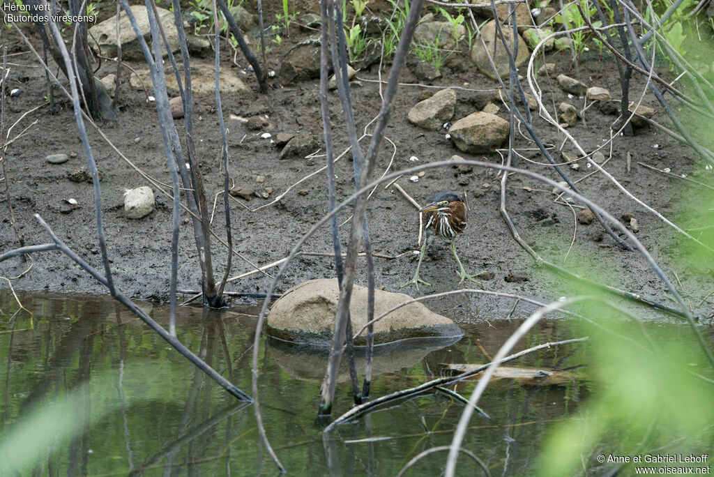 Green Heronimmature