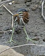 Green Heron