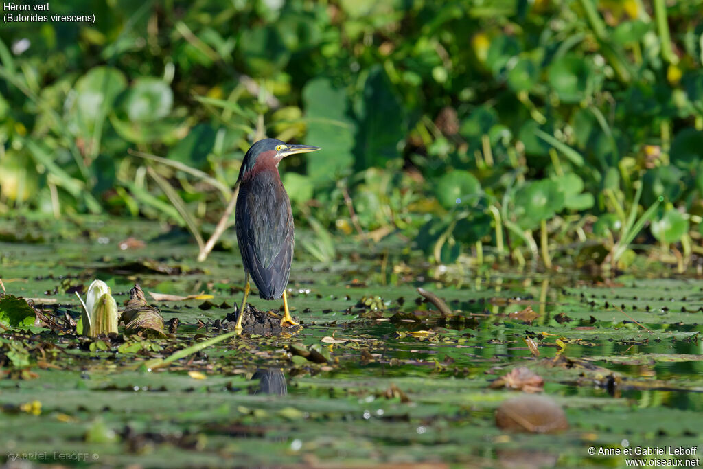Green Heron