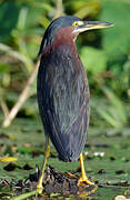 Green Heron