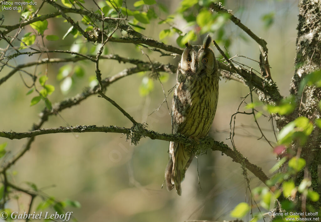 Hibou moyen-duc