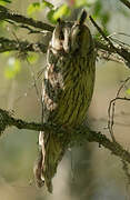 Long-eared Owl