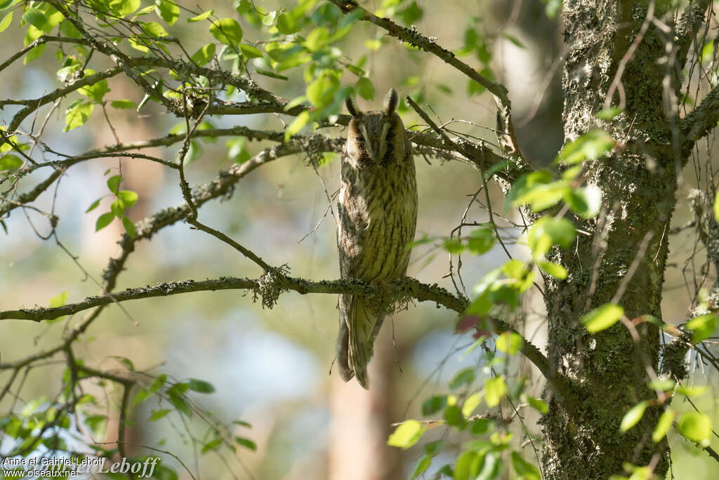 Long-eared Owladult, Behaviour