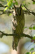 Long-eared Owl