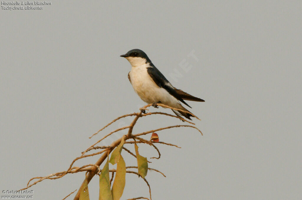White-winged Swallow