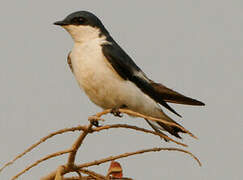 White-winged Swallow