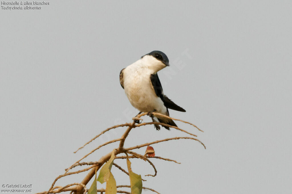 Hirondelle à ailes blanches