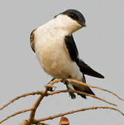 White-winged Swallow