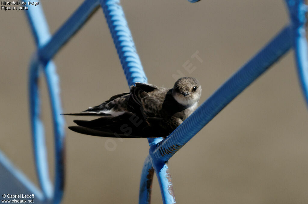 Sand Martin