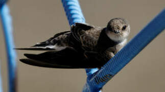 Sand Martin