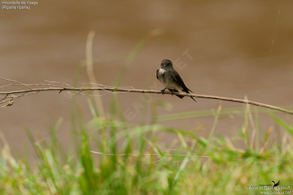 Sand Martin