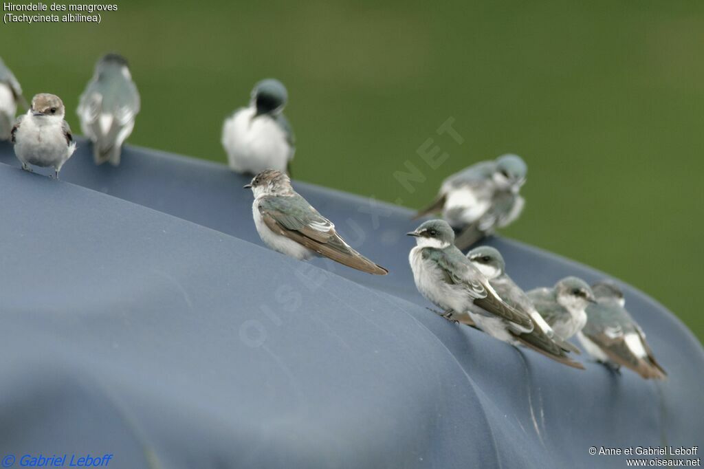 Mangrove Swallow