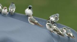 Mangrove Swallow