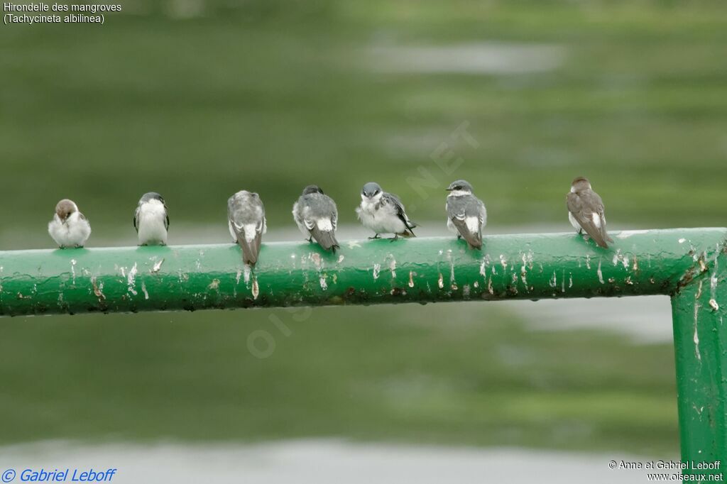 Mangrove Swallow