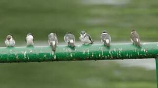 Mangrove Swallow