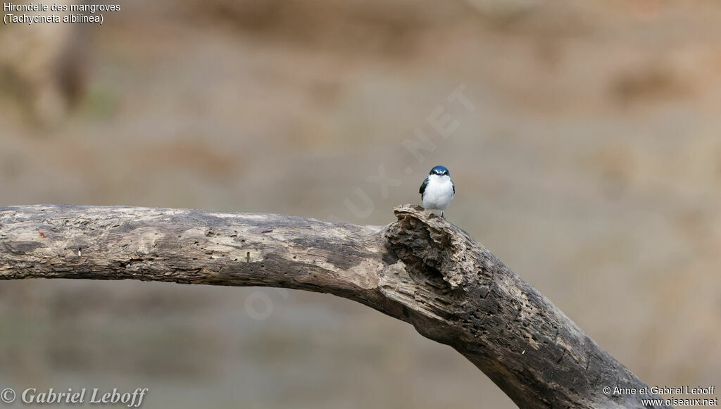 Hirondelle des mangroves