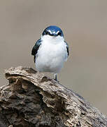 Mangrove Swallow