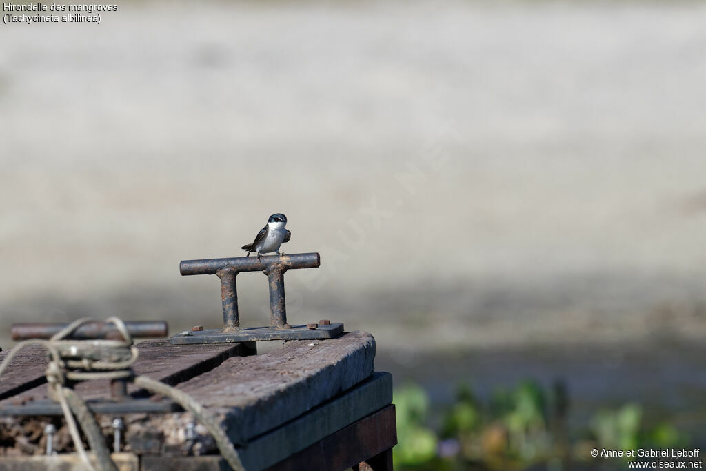 Mangrove Swallow