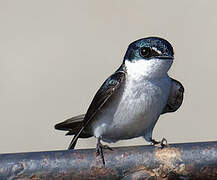 Mangrove Swallow