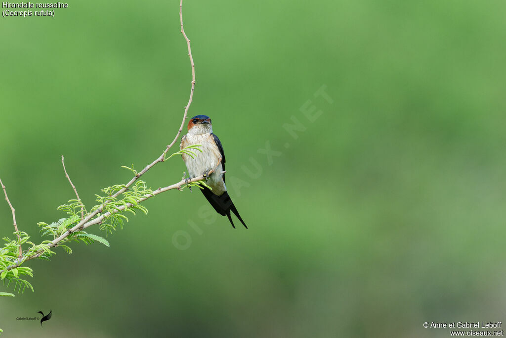 European Red-rumped Swallow