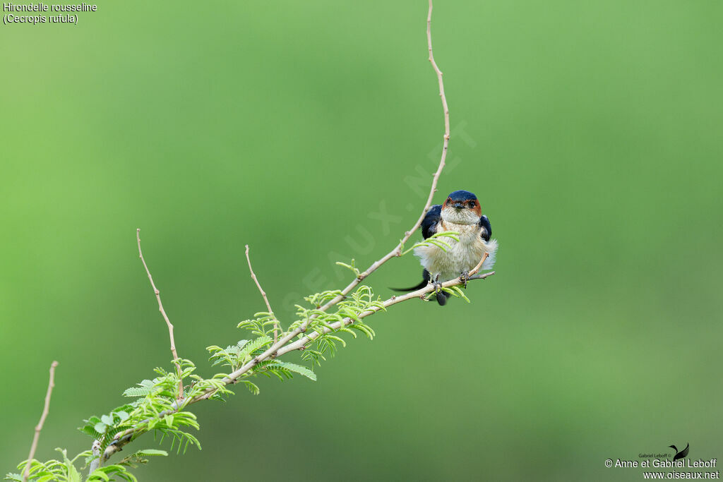 European Red-rumped Swallow