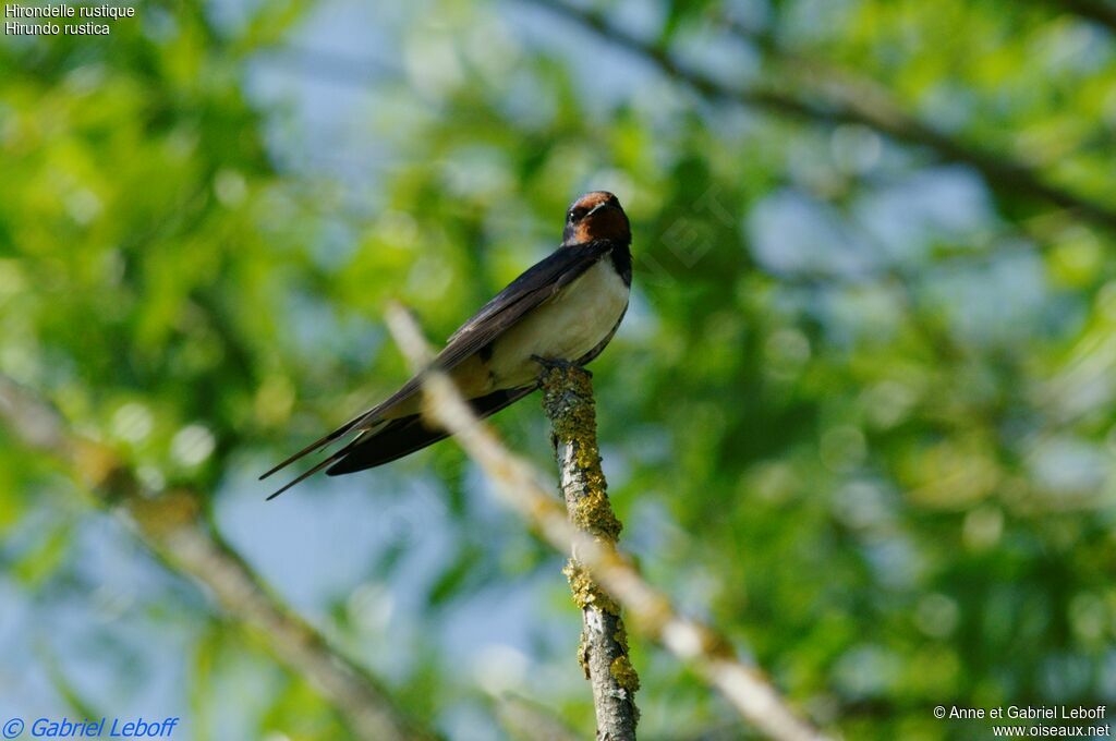 Hirondelle rustique