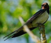 Barn Swallow