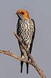 Hirondelle striée