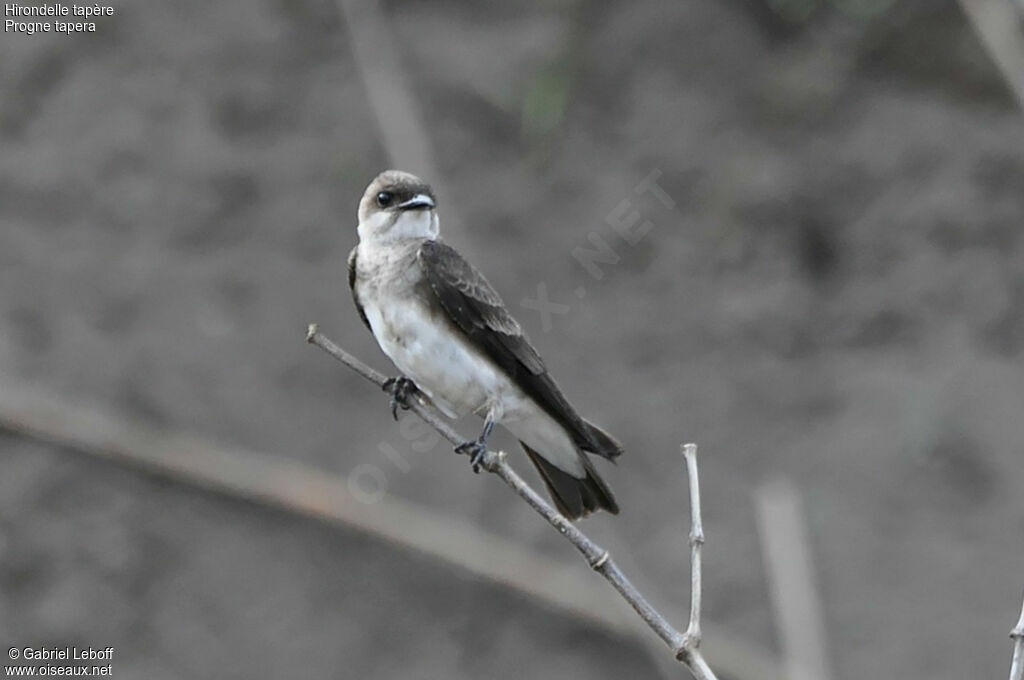 Hirondelle tapère