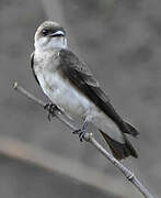 Brown-chested Martin