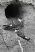 Brown-chested Martin