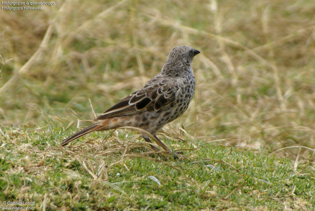 Rufous-tailed Weaver