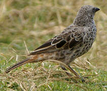 Rufous-tailed Weaver