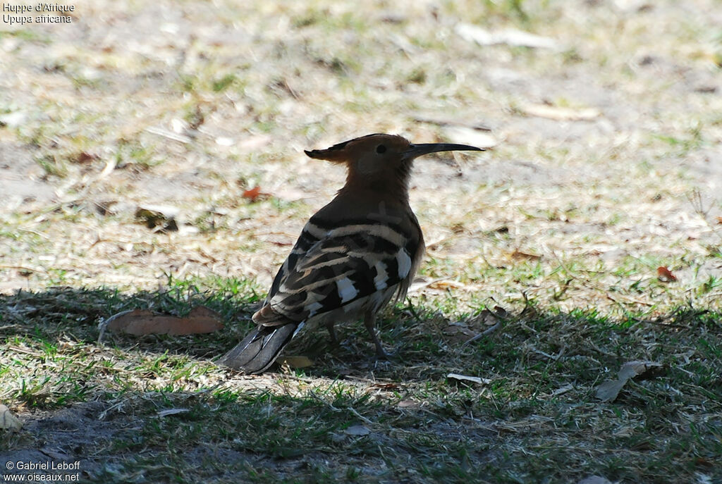 African Hoopoe