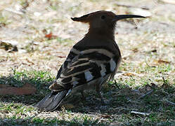 African Hoopoe