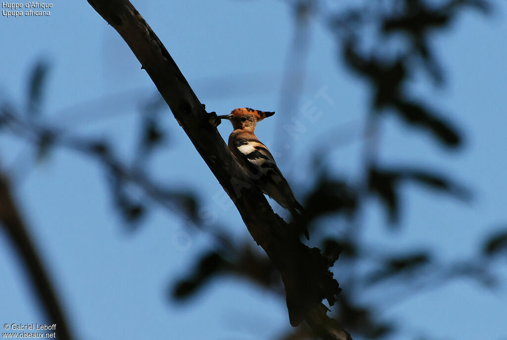 African Hoopoe