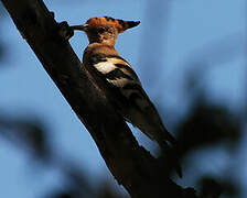 African Hoopoe