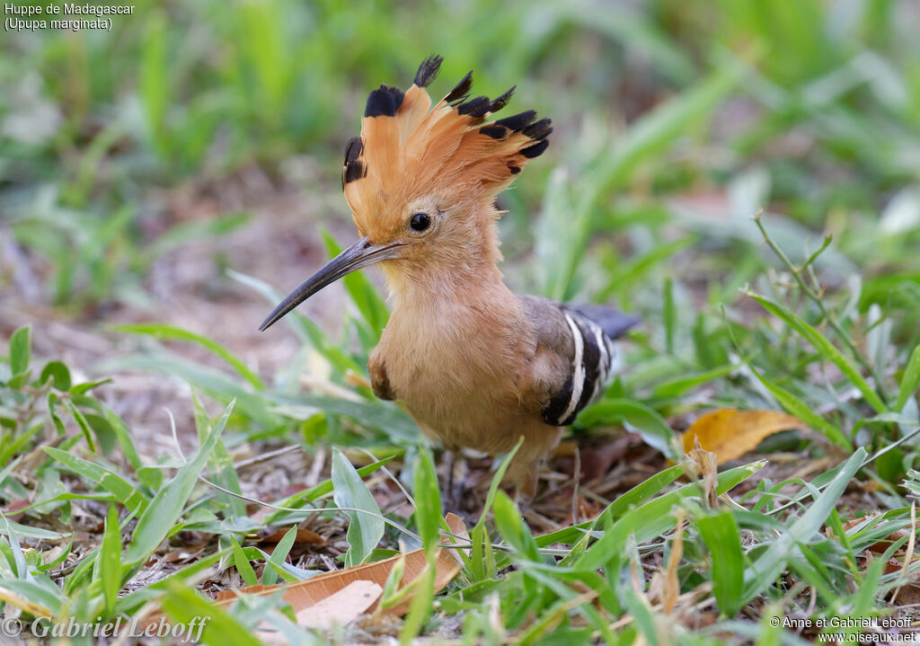 Huppe de Madagascar