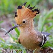 Madagascar Hoopoe