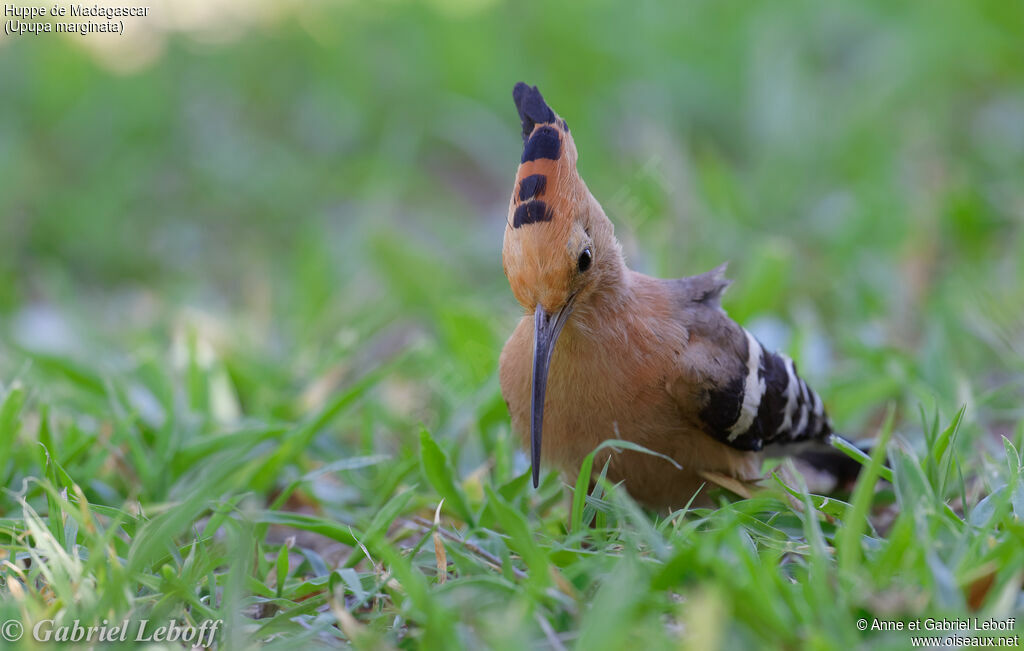 Madagascan Hoopoe